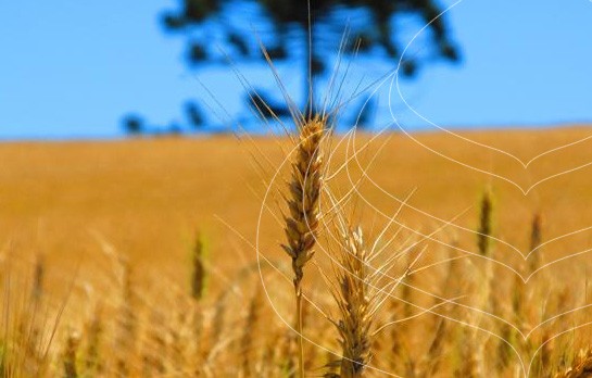 Cema - Agricultura Biológica - Banner 1 Title